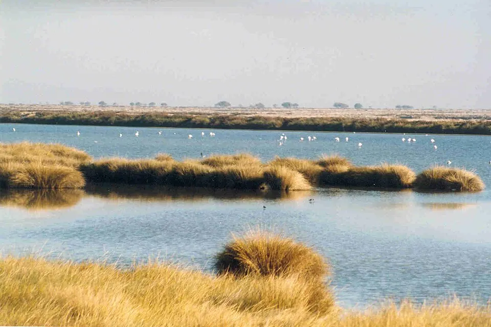 Parque nacional y natural de Doñana